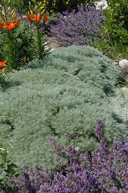 Silver Mound Artemisia (Artemisia schmidtiana 'Silver Mound' 4051.1) #1 