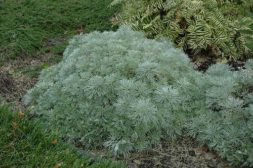 Silver Mound Artemesia (Artemisia schmidtiana 'Silver Mound' 4051.1) #1 