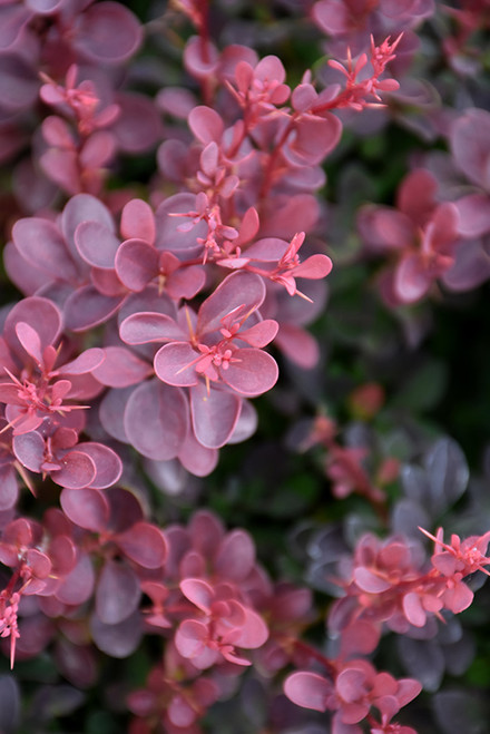 Image of Royal burgundy barberry flowers