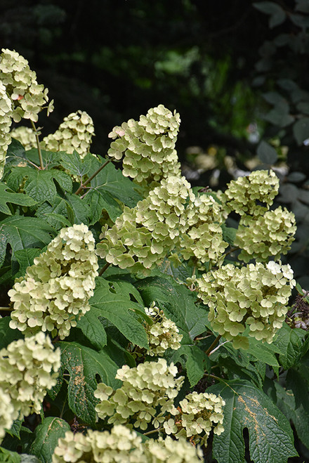 Snow Queen Hydrangea (Hydrangea quercifolia 'Snow Queen' 1433.5) #5 