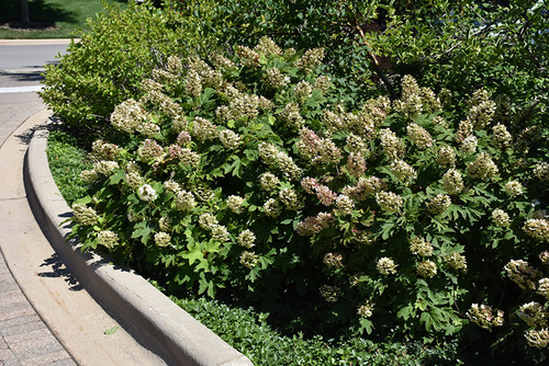 Snow Queen Hydrangea (Hydrangea quercifolia 'Snow Queen' 1433.5) #5 