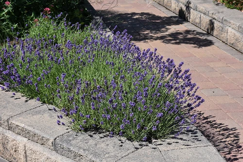 Munstead Lavender (Lavandula angustifolia 'Munstead' 5046.1) #1 