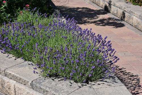Munstead Lavender (Lavandula angustifolia 'Munstead' 5046.1) #1 