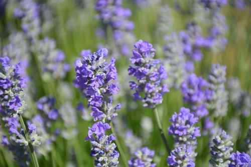 Munstead Lavender (Lavandula angustifolia 'Munstead' 5046.1) #1 