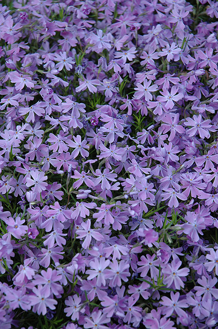 Emerald Blue Moss Phlox (Phlox subulata 'Emerald Blue' 5286.1) #1 