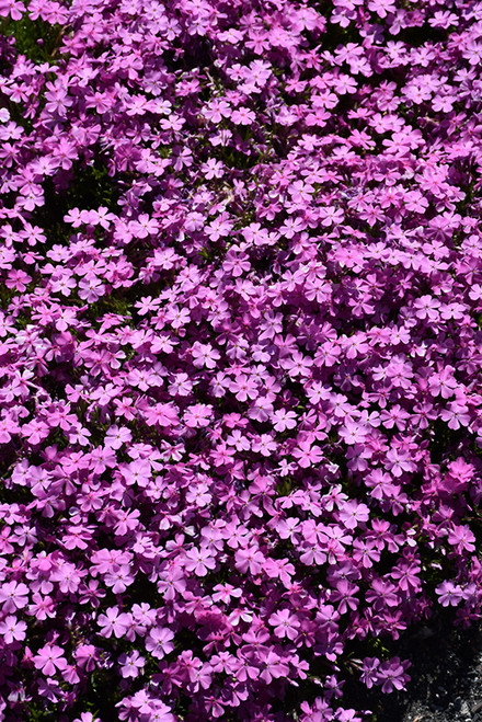 Emerald Pink Moss Phlox (Phlox subulata 'Emerald Pink' 5289.1) #1 