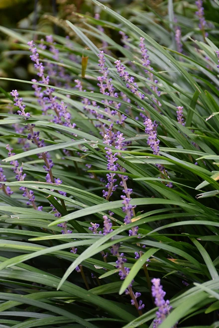 Big Blue Lily Turf (Liriope muscari 'Big Blue' 5119*1) TRADE 1 