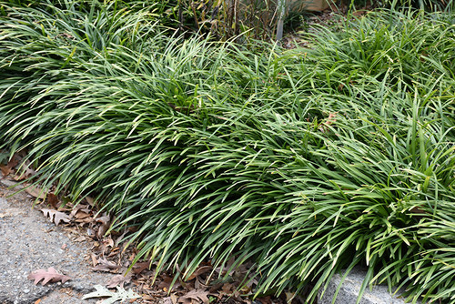 Big Blue Lily Turf (Liriope muscari 'Big Blue' 5119*1) TRADE 1 