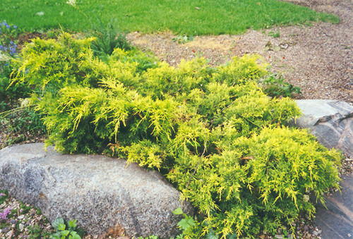 Gold Coast Juniper (Juniperus x media 'Gold Coast' 2030.315) #3 15-18"