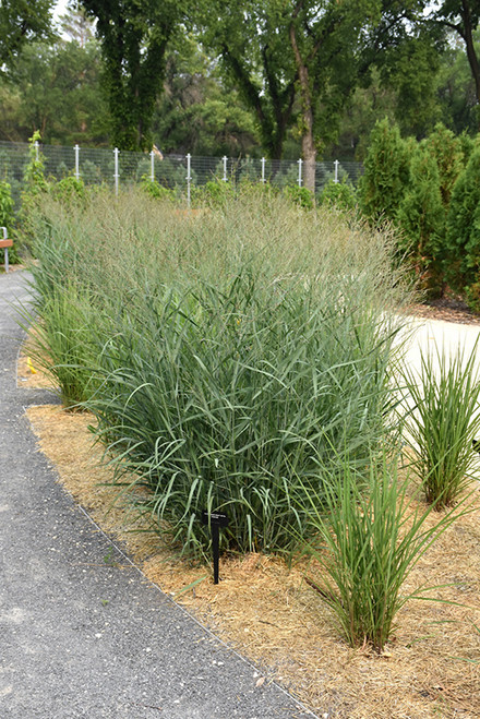 Heavy Metal Blue Switch Grass (Panicum virgatum 'Heavy Metal' 5241.1) #1 