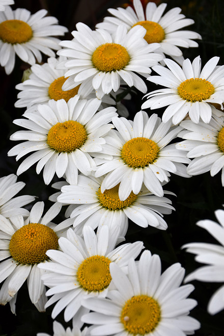 Snowcap Shasta Daisy (Leucanthemum x superbum 'Snowcap' 4208.1) #1 