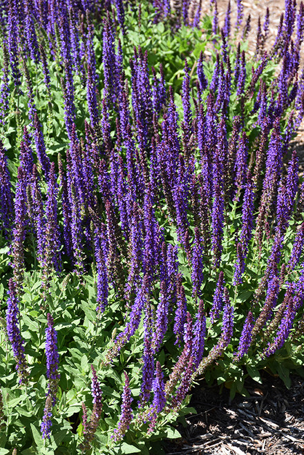 East Friesland Sage (Salvia nemorosa 'East Friesland' 5394.1) #1 