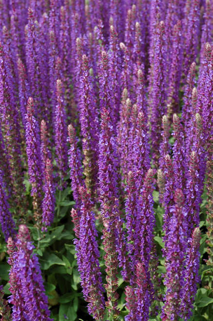 East Friesland Sage (Salvia nemorosa 'East Friesland' 5394.1) #1 