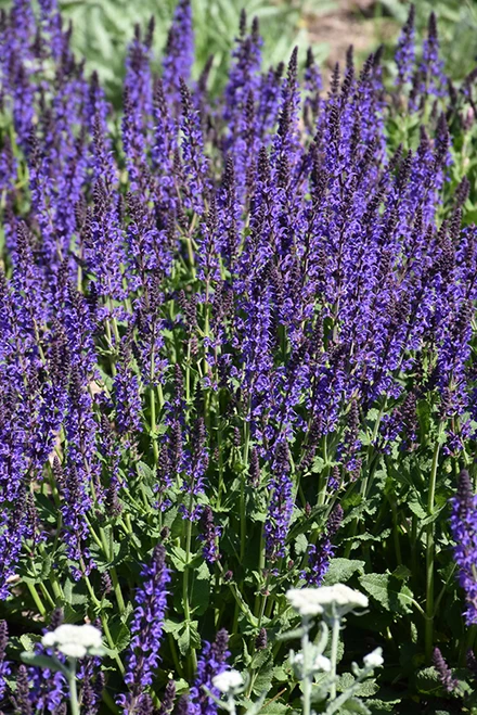 May Night Sage (Salvia x sylvestris 'May Night' 5329.1) #1 
