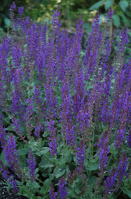 May Night Sage (Salvia x sylvestris 'May Night' 5329.1) #1 