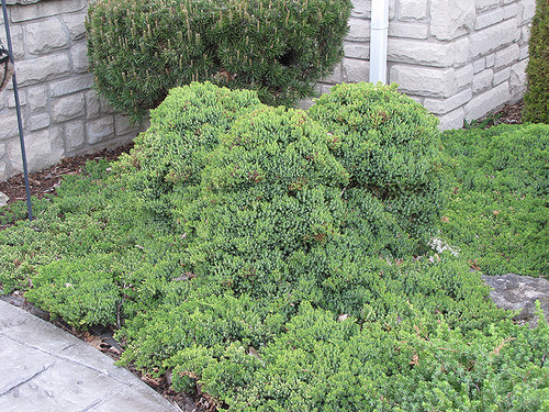 Dwarf Japgarden Juniper (Juniperus procumbens 'Nana' 2050.315) #3 15-18"