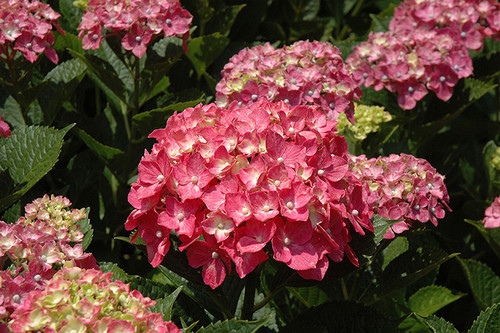 Forever Pink Hydrangea (Hydrangea macrophylla 'Forever Pink' 1110.5) #5 
