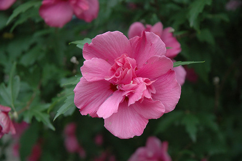 Lucy Rose Of Sharon (Hibiscus syriacus 'Lucy' 1103.5) #5 