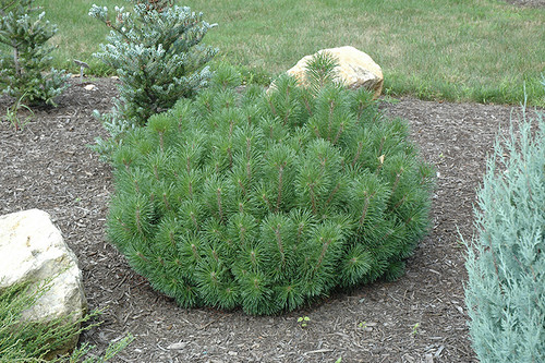 Enci Mugo Pine (Pinus mugo 'Enci' 2135.315) #3 15-18"