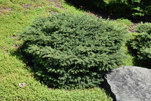 Birds Nest Spruce (Picea abies 'Nidiformis' 2070.312) #3 12-15"