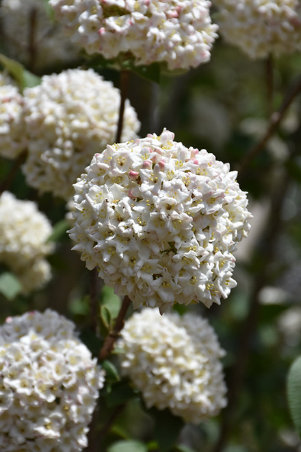 Burkwood Viburnum (Viburnum x burkwoodii 1510.518) #5 18-24"