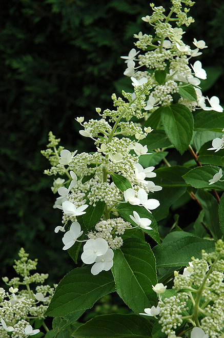 Tardiva Hydrangea (Hydrangea paniculata 'Tardiva' 1109.5) #5 