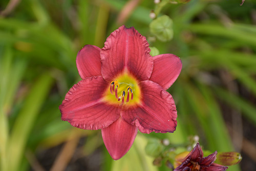 Pardon Me Daylily (Hemerocallis 'Pardon Me' 4825*1) TRADE 1 