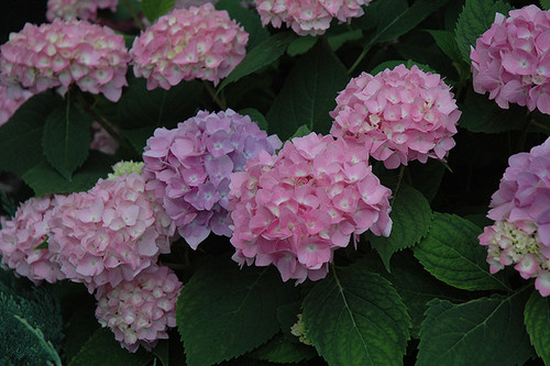 Endless Summer The Original Hydrangea (Hydrangea macrophylla 'Bailmer' 1847.3) #3 