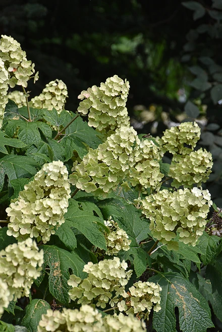 Snow Queen Hydrangea (Hydrangea quercifolia 'Snow Queen' 1433.3) #3 