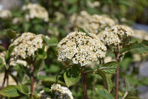 Mohican Viburnum (Viburnum lantana 'Mohican' 1490.524) #5 24-30"