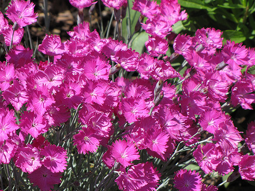 Firewitch Pinks (Dianthus gratianopolitanus 'Firewitch' 4297.1) #1 