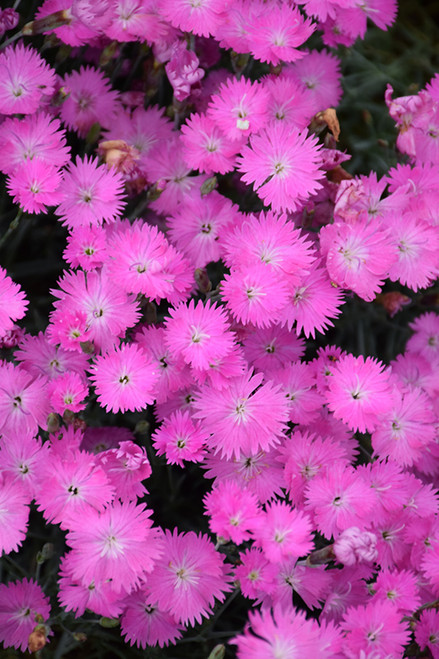 Firewitch Pinks (Dianthus gratianopolitanus 'Firewitch' 4297.1) #1 