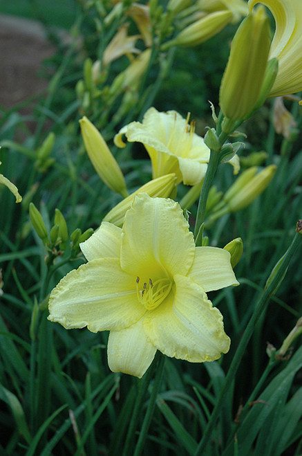 Happy Ever Appster Happy Returns Daylily (Hemerocallis 'Happy Returns' 4744*1) TRADE 1 