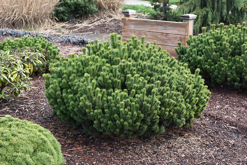 Slowmound Mugo Pine (Pinus mugo 'Slowmound' 2113.312) #3 12-15"