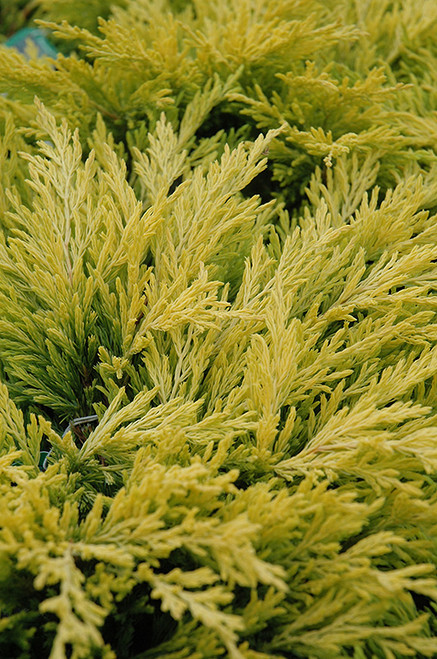 Limeglow Juniper (Juniperus horizontalis 'NOSIg' 2157.315) #3 15-18"