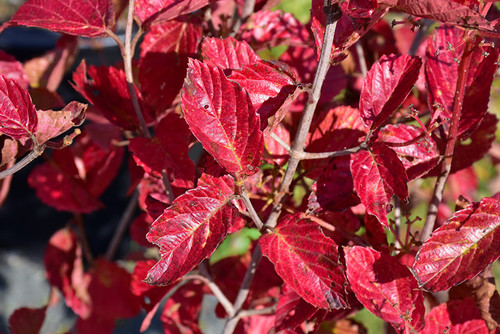 Chicago Lustre Viburnum (Viburnum dentatum 'Synnesvedt' 1481.524) #5 24-30"
