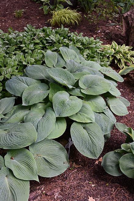 Blue Angel Hosta (Hosta 'Blue Angel' 4899.1) #1 