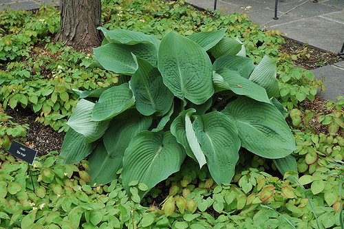 Blue Angel Hosta (Hosta 'Blue Angel' 4899.1) #1 