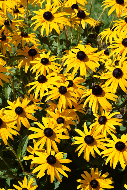 Goldsturm Coneflower (Rudbeckia fulgida 'Goldsturm' 5326.1) #1 