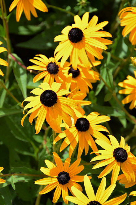 Goldsturm Coneflower (Rudbeckia fulgida 'Goldsturm' 5326.1) #1  Goldsturm Coneflower (Rudbeckia fulgida 'Goldsturm' 5326.1) #1