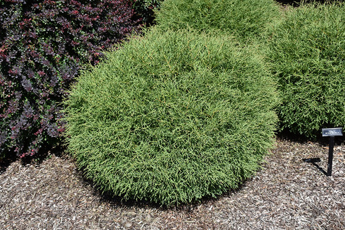 Mr. Bowling Ball Arborvitae (Thuja occidentalis 'Bobazam' 2257.312) #3 12-15"