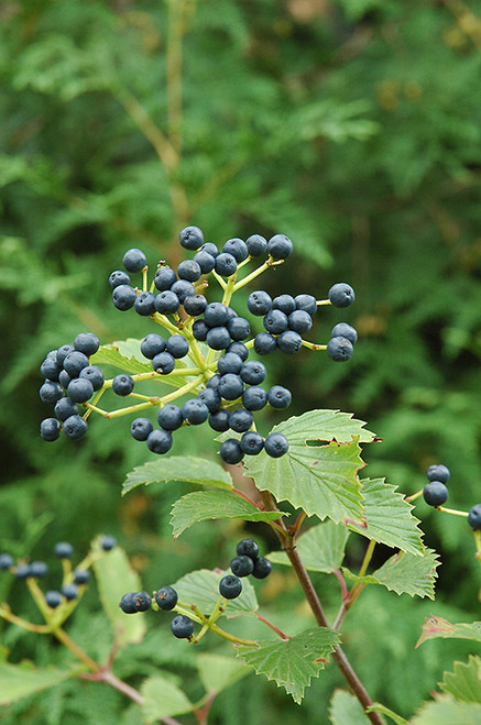 Blue Muffin Viburnum (Viburnum dentatum 'Christom' 1611.3PW) #3 PWINNER