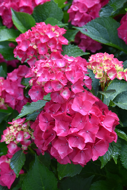 Cityline Paris Hydrangea (Hydrangea macrophylla 'Paris Rapa' 1856.3PW) #3 PWINNER