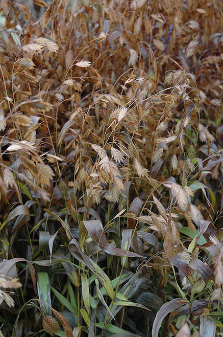 Northern Sea Oats (Chasmanthium latifolium 4149.1) #1 