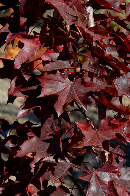 Crimson Sunset Maple (Acer 'JFS-KW202' 0301.966) #15 6'
