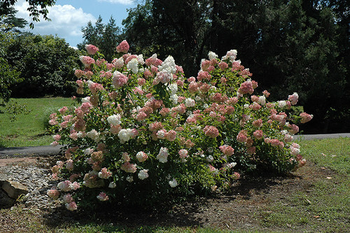 Vanilla Strawberry Hydrangea (Hydrangea paniculata 'Renhy' 1259.5) #5 