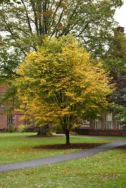 Yellowwood (Cladrastis lutea 0137.9) #15 