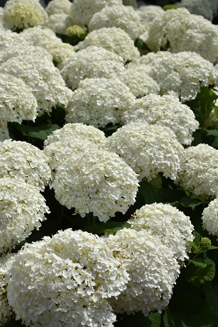 Incrediball Hydrangea (Hydrangea arborescens 'Abetwo' 1864.3PW) #3 PWINNER