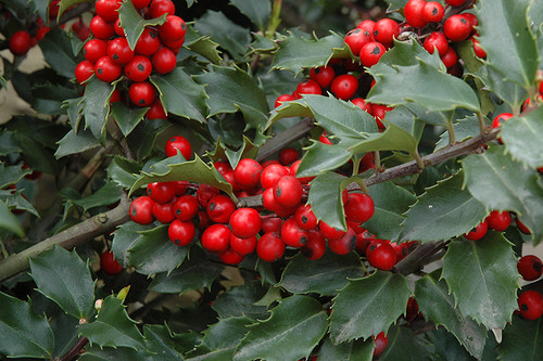 Berri-Magic Meserve Holly (Ilex x meserveae 'Berri-Magic' 2732.315) #3 15-18"