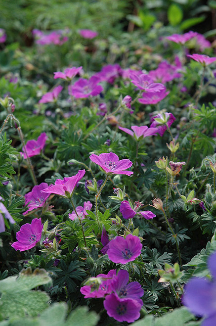 Max Frei Cranesbill (Geranium sanguineum 'Max Frei' 4185.1) #1 